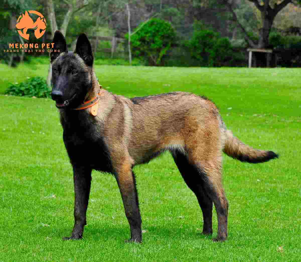 giá chó becgie bỉ có nguồn gốc việt nam tương đối dể chịu